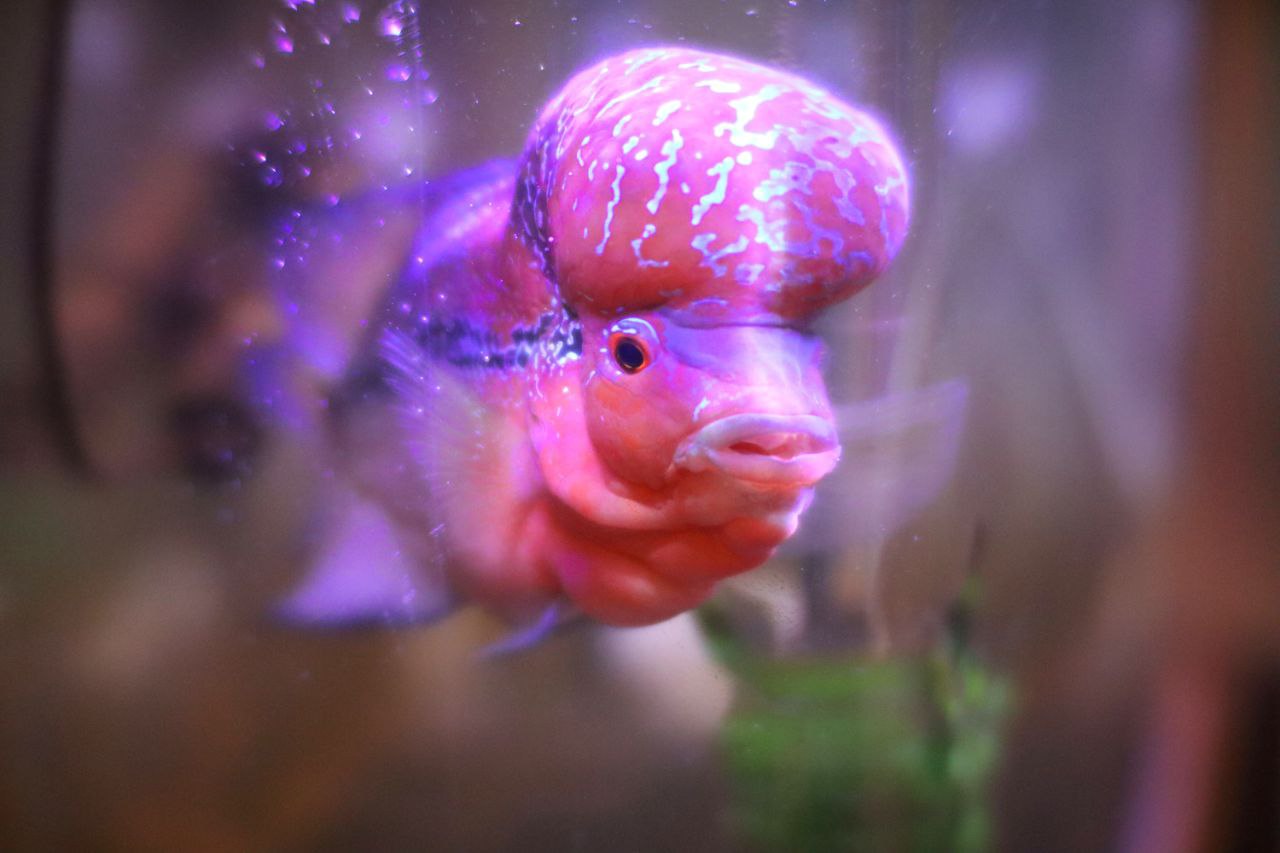 a pink and white fish